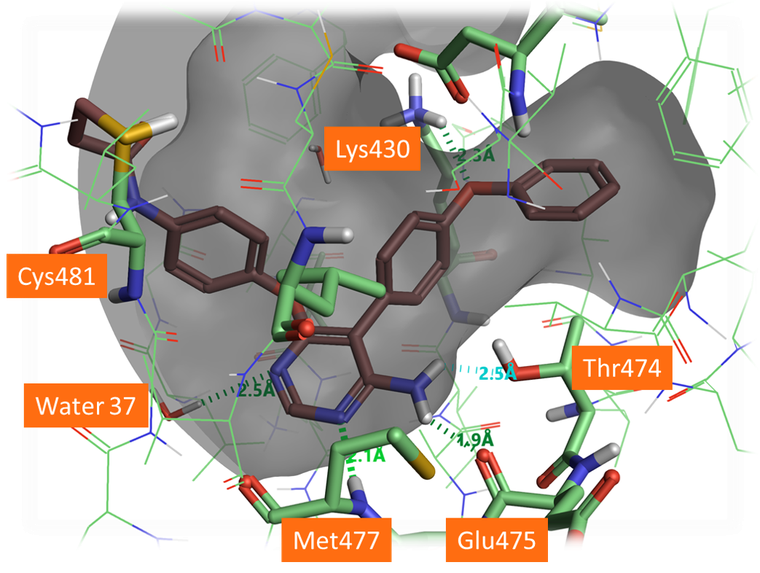 Docked pose of A3 forming H-bonds with the protein backbone and the gate keeper Thr474. The aza-nitrogen in the 5 position shows a H-bond to a crystallographic water in the active site which was not included in this docking. It would be beneficial for this water to be included in docking for this chemical series.