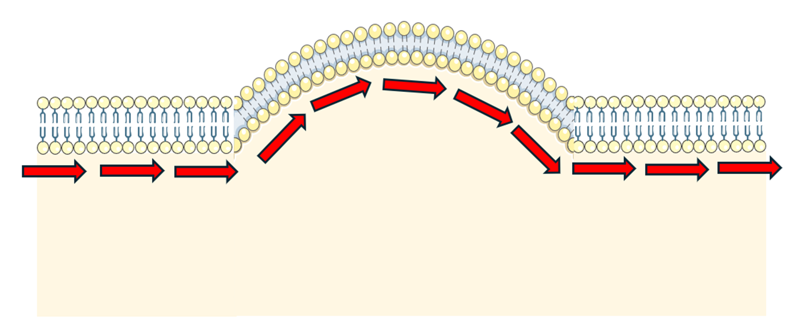 Figure 6 undulation in the lipid bilayer